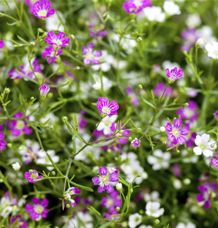 Gypsophila Muralis Standort