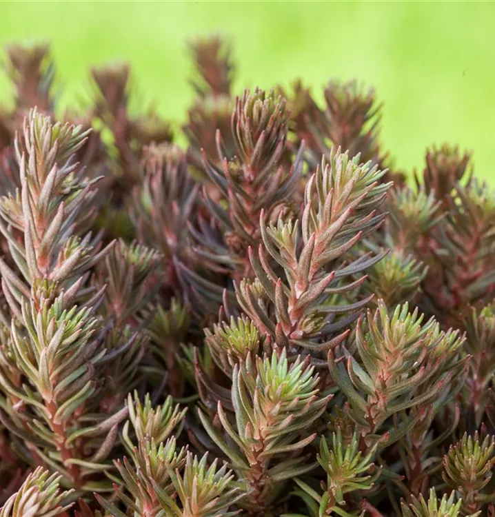 Sedum reflexum 'Chocolate Ball' Hydro Beck