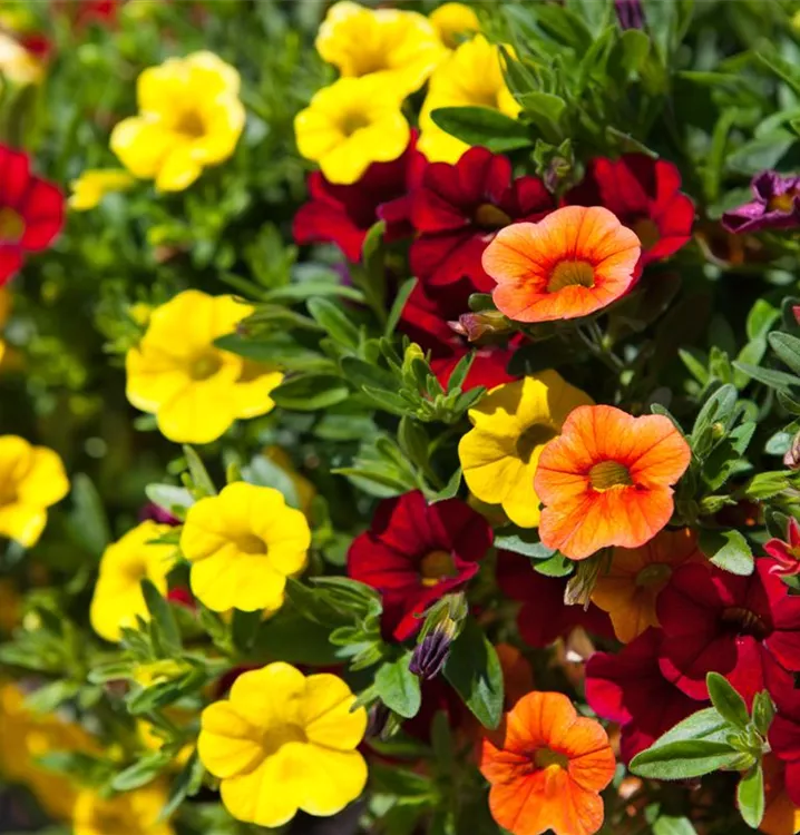 Calibrachoa 'Trixi'® - Hydro Beck