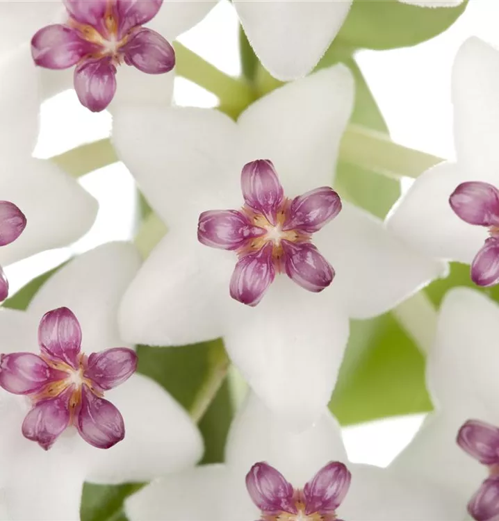 Wachsblume
