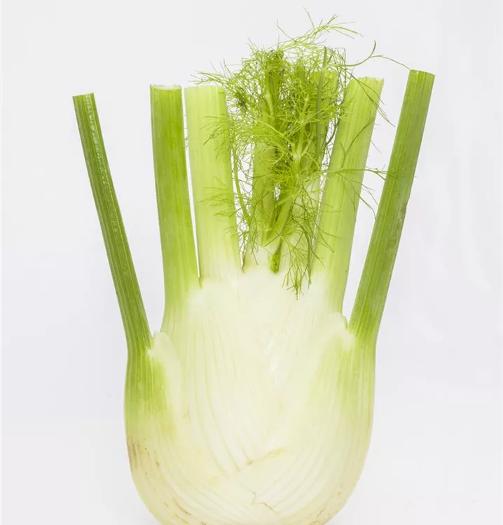Gemüse-Fenchel