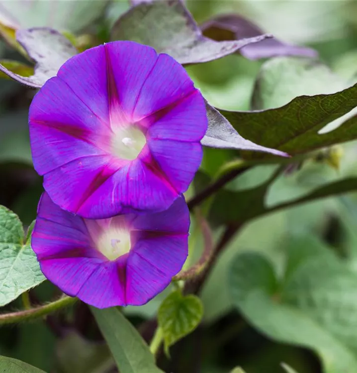 Himmelblaue Prunkwinde