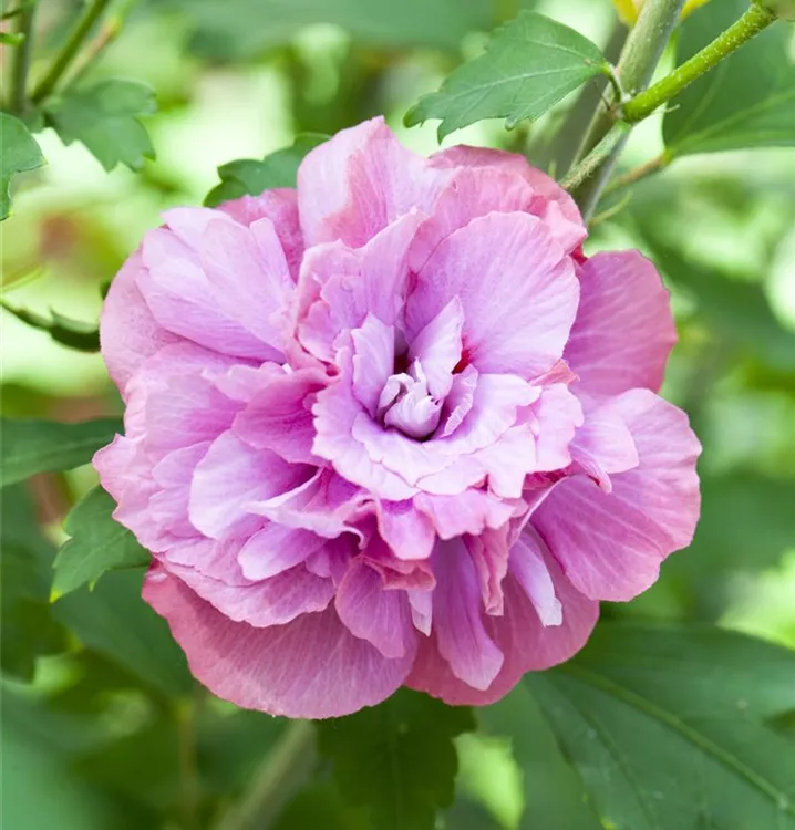 Chinesischer Roseneibisch