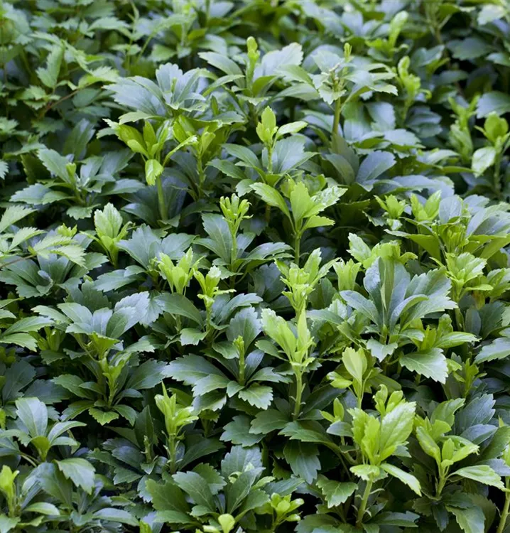 Dickmännchen 'Green Carpet'®