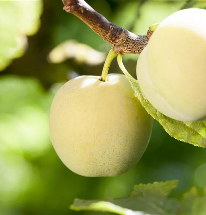 Mirabellenaprikose 'Aprimira'