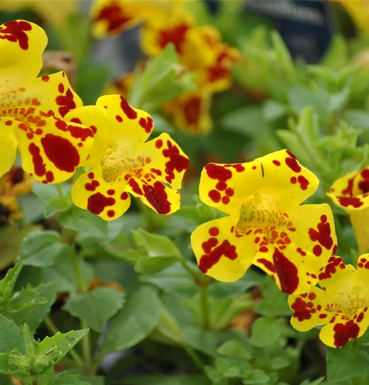 Gauklerblume
