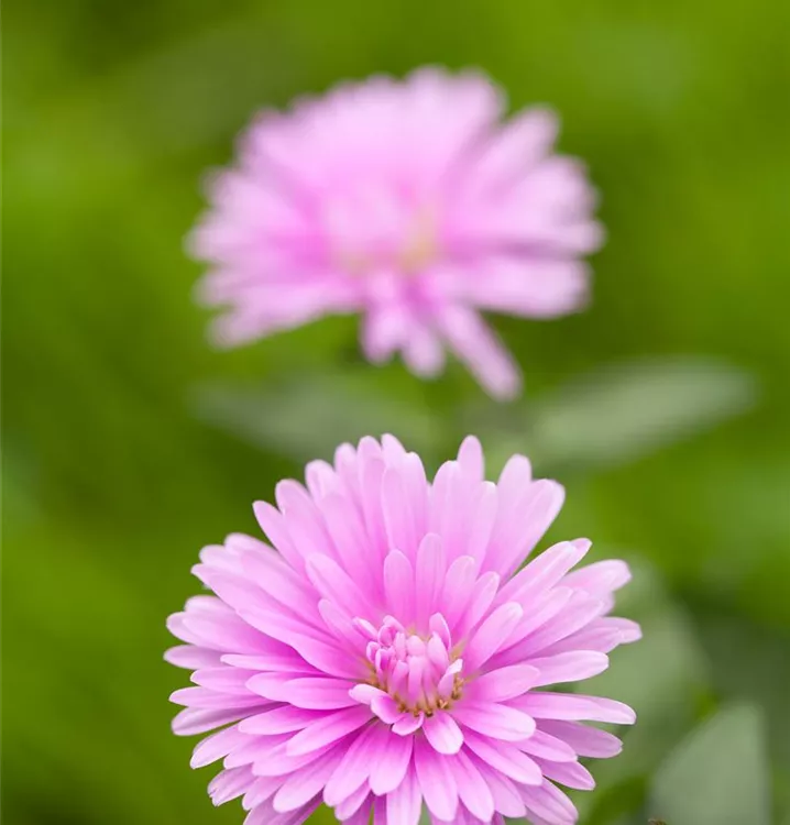 Kissen-Aster