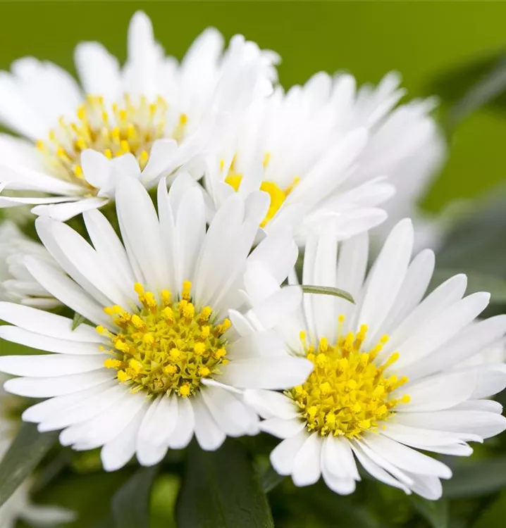 Kissen-Aster