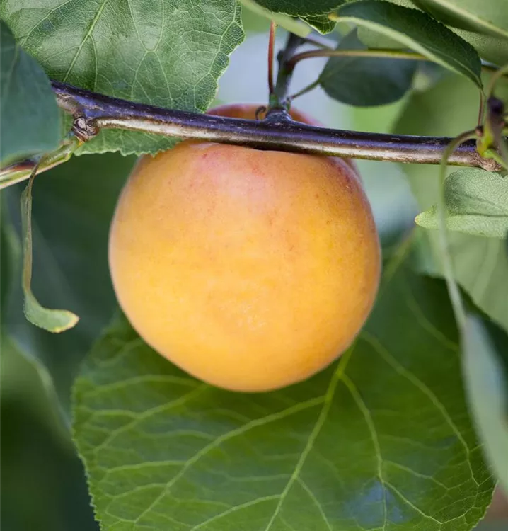 Zwergaprikose 'Aprigold'®