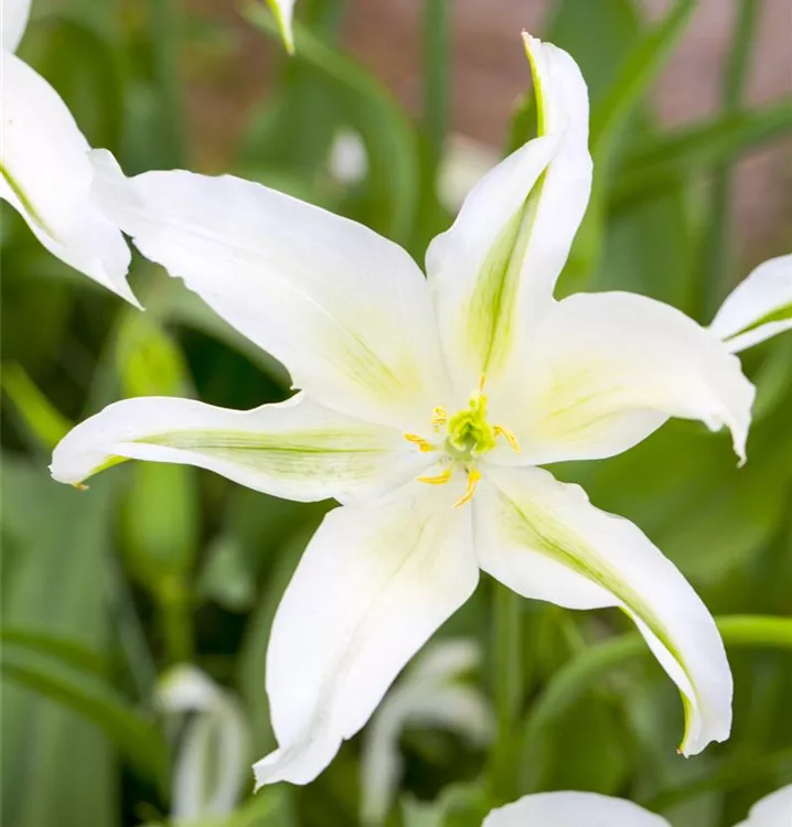 Wildtulpen