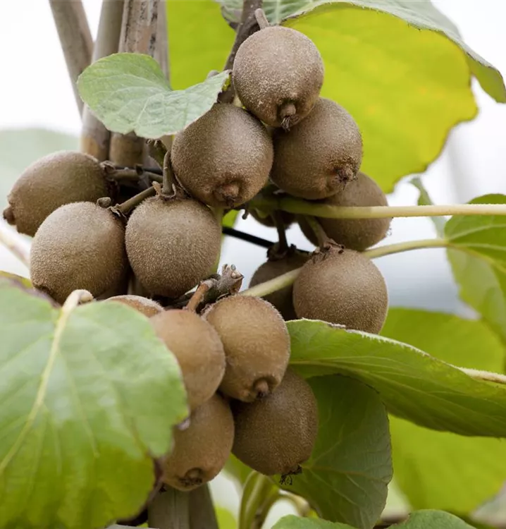 Kiwi 'Solissimo'®
