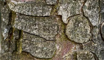 Bildvorschau