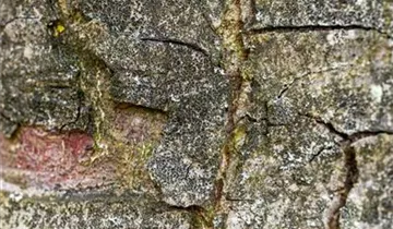 Bildvorschau