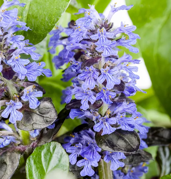 Rotblättriger Garten-Günsel 'Atropurpurea'